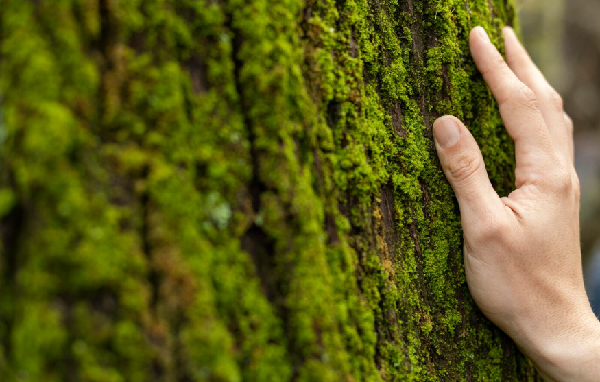14064-1 Kurumsal Karbon Ayak İzi Doğrulama