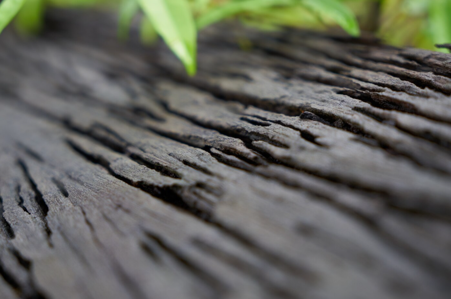 CDP (Karbon Saydamlık Projesi)